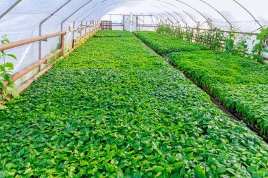 Sera biber tohumlarıyla dolu, serada fidanlar yetişiyor..