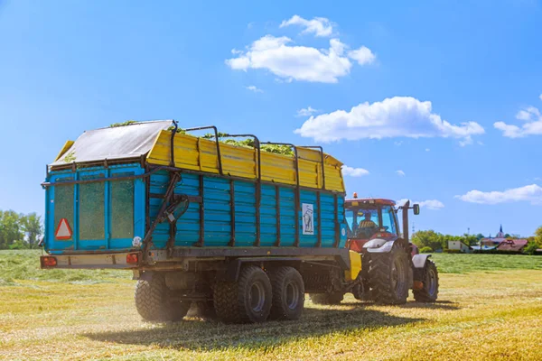 Czerwony traktor z niebieską dużą przyczepą niesie kiszonkę z pola. Roboty rolnicze. — Zdjęcie stockowe