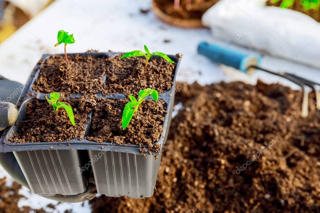 Pepper seedlings are transplanted into cassettes for growing in each cassette of four pieces of pepper.