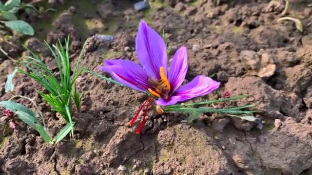 De bij verzamelt stuifmeel en nectar van krokusbloemen en produceert saffraanhoning.. — Stockvideo