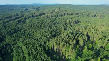 Orman arka planındaki yeşil ağaçların havadan görünüşü. Drone videosu.