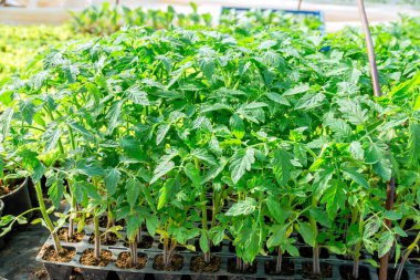Kasetlerde büyüyen domates tohumları. Tohumlar bir seraya naklediliyor. Tarım işi.