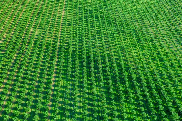 Grande Campo Com Arbustos Avelã Que São Plantados Fileiras Retas — Fotografia de Stock