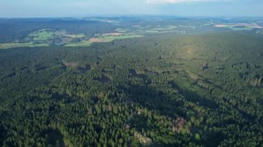 Kuş bakışı bir yeşil kozalaklı orman.