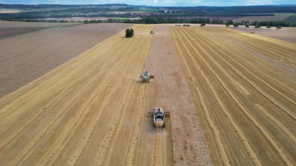 Los cosechadores cosechan trigo en el campo. Vista superior de un campo de trigo. 111111111111 — Vídeo de stock