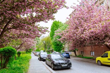 5 Mayıs 2021 Uzhhorod Ukrayna: Uzhhorod 'daki yerleşim yerlerinin yakınında pembe sakura çiçekleri. Japon kirazı pembeyle çiçek açtı.