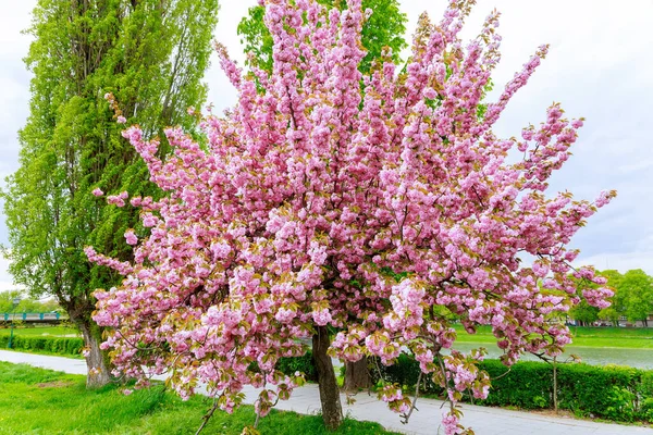 Sakura Träd Blommade Med Rosa Blommor Vid Floden Ljusrosa Japanskt — Stockfoto