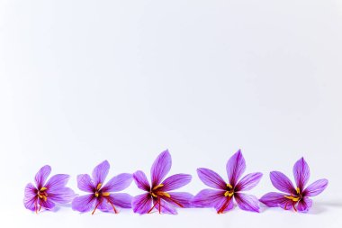 Beyaz arka planda beş safran timsahı var. Mesaj için yer. Her tarlada üç safran erkek var..