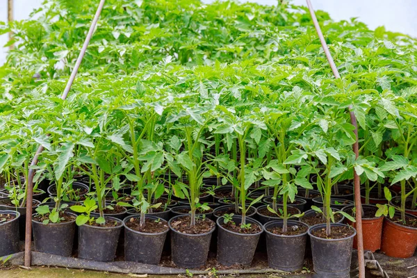 Large tomato seedlings in plastic black and brown cups in a greenhouse. Growing seedlings of early tomatoes.