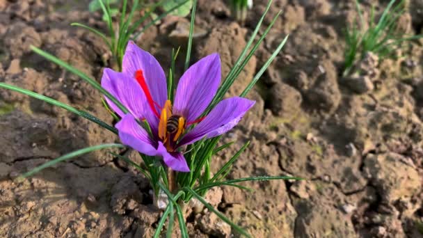 Pszczoła zbiera pyłek z jesiennych kwiatów krokusa. Sezon zbiorów łodyg do ekstrakcji drogich przypraw szafranowych. — Wideo stockowe