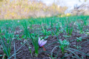 Pahalı bir baharat için safran hasat ediyorum. Çiçek açarken tarlada güzel bir mor safran çiçeğine yaklaş..