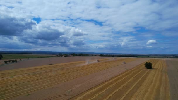 多くは、農村部のコムギ畑での収穫を組み合わせています。小麦畑と青空のパノラマビュー. — ストック動画
