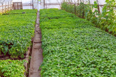 Serada çok sayıda biber tohumu yetişiyor. Serada sağlıklı fidanlar yetiştirmek için elverişli koşullar.