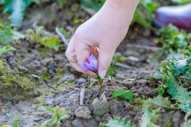 Safran tarlasında çiçek açan bir krukus, bir kız bir çiçek koparır. Çiçekler sonbaharda başlar. Baharatın zengin bir kokusu var..