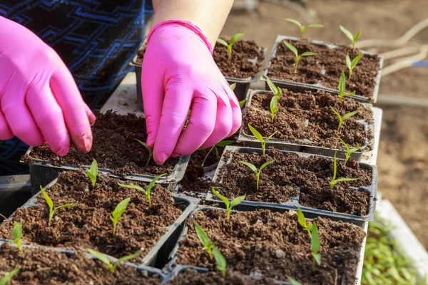 Pembe eldivenli bir kadın plastik kasetlere biber tohumu naklediyor. Serada çalışan bir kadın. Serada tarım işi var..