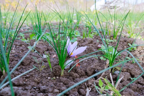 Safran Tarlası Çiçek Açmaya Başlıyor Çiftlik Sahibinden Güzel Safran Timsahları — Stok fotoğraf