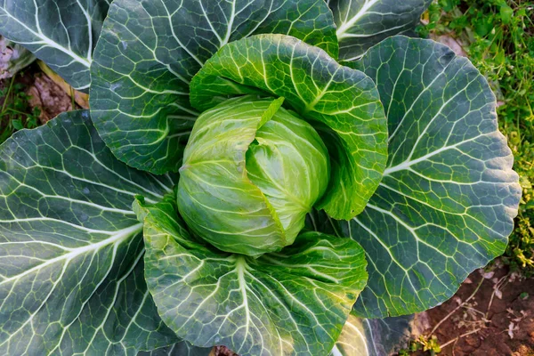 One Cabbage Close Growing Field Greenhouse Growing Vegetables Agribusiness — Stock Photo, Image