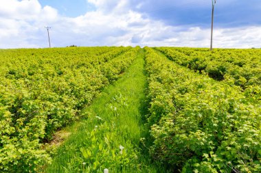 Tarlada siyah ve kırmızı frenk üzümü çalıları yetişir. Meyve yetiştiriyorum. Tarım sektörü.