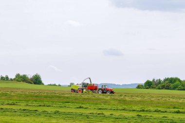 Birleştirici, traktör römorkuna örnek döker. Tarım makineleri geniş bir alanda çalışır. Çiftlikte hayvanları beslemek için ot tohumu..