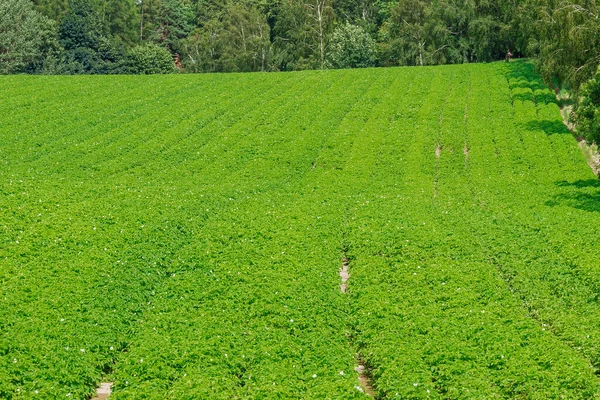 Batatas Plantadas Florescem Com Flores Brancas Campo Fazendeiro Plantação Batata — Fotografia de Stock