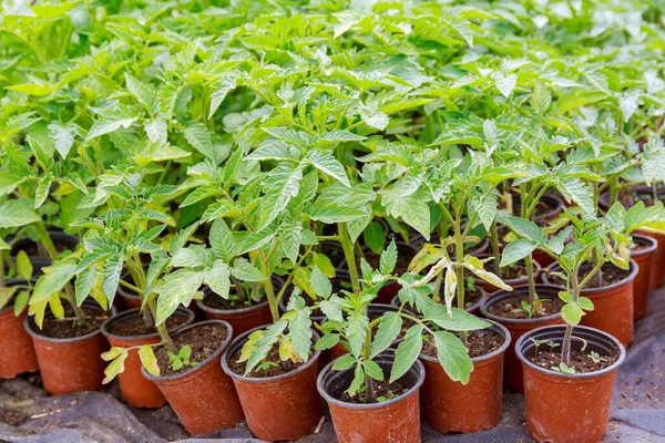 Plastik bardaklardaki domates fideleri seradaki siyah agrofiberin üzerinde duruyor. Erken domates filizleri yetişiyor..