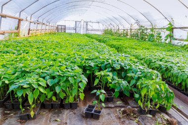 Biber tohumları sıcak bir serada yetişir. Agronomi. Serada bakımlı biberler..