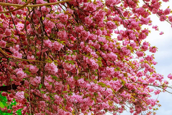 Sakura Rosa Florece Las Ramas Los Árboles Flor Cereza Japonesa — Foto de Stock