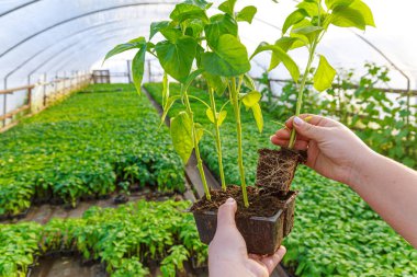 Bir kadın serada sağlıklı bir biber kökü sistemini tohumların arka planında gösterir. Bakımlı tohum..
