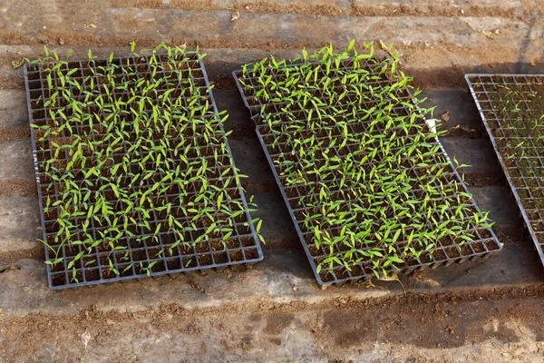 Küçük Biber Tohumları Kasetlerde Yetişir Siyah Kirli Agrofiberin Üzerinde Duruyorlar — Stok fotoğraf