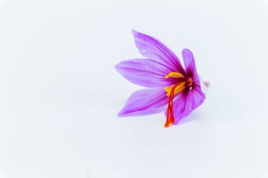 Beyaz arka planda safran krokusu. Metin için yer.