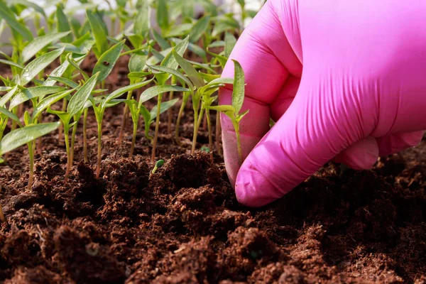 ピンクの手袋の女性は植え替えのために泥炭からコショウ苗を取ります 温室で野菜の苗を育てる — ストック写真