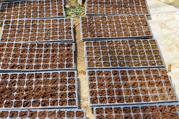 Pequeñas plántulas en casetes, el comienzo de la germinación de las plantas. —  Fotos de Stock