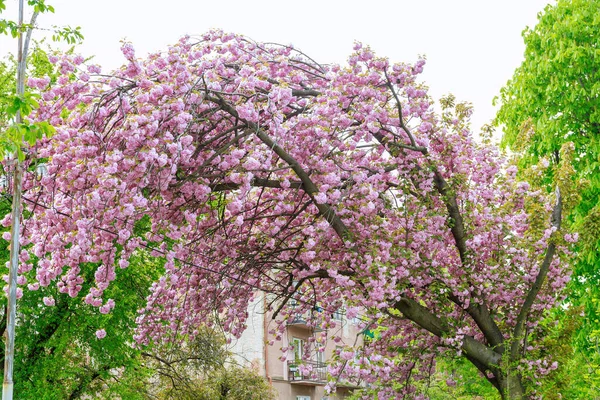 桜はピンク色の花を咲かせ 強い風から曲がっています 春の桜の開花 — ストック写真