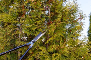 Yeşil thuja arka planında bir budama makinesi. Bahçıvan çalıları buduyor..
