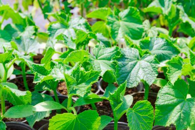 Plastik bardaklarda salatalık fideleri, yeşil salatalık yapraklarında parlak güneş ışığı. Salatalık fideleri yetişiyor..