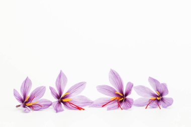 Beyaz arka planda dört safran timsahı var. Mesaj için yer. Her tarlada üç safran erkek var..