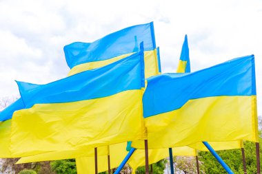 Rüzgarlı bir günde Ukrayna bayrakları kapanır. Ukrayna 'nın devlet sembolü. Ukrayna 'nın tarihi ve gelenekleri.