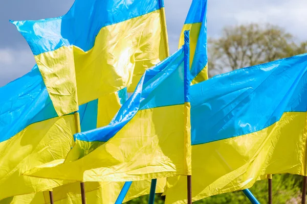 Rüzgarlı bir günde Ukrayna bayrakları kapanır. Ukrayna 'nın devlet sembolü. Ukrayna 'nın tarihi ve gelenekleri.