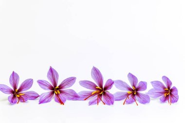 Safran timsahları beyaz arka planda kapanıyor. Mesaj için yer. Her tarlada üç safran erkek var..