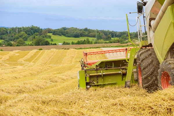 Kombajn Zbożowy Zbiera Pszenicę Rzędy Zarośli Zbiorach Pszenicy Leżą Rzędach — Zdjęcie stockowe