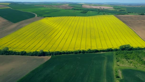 Draufsicht Auf Ein Gelbes Rapsfeld Einem Landwirtschaftlichen Gebiet Der Tschechischen — Stockvideo