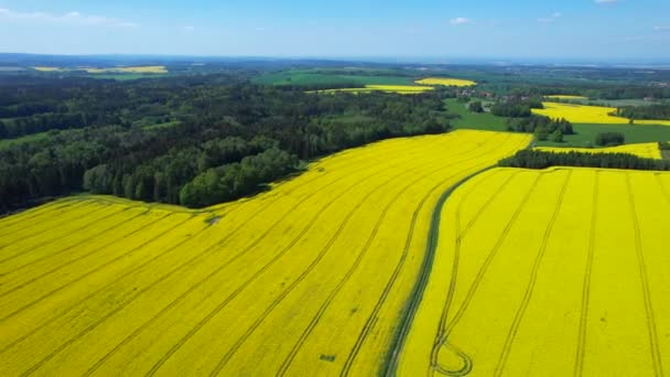 Mavi Gökyüzünün Arka Planında Sarı Kolza Tohumu Tarlası Tarım Sektörü — Stok video