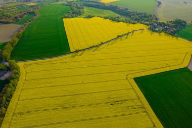 Tarım bölgesindeki tecavüz tarlaları, yollar, ağaçlar ve yeşil alanlar. Yukarıdan görüntüle.