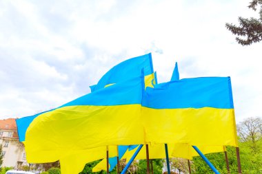 Ukrayna bayrakları mavi gökyüzünün arka planında rüzgarlı bir günde kapanır. Ukrayna 'nın devlet sembolü. Ukrayna 'nın tarihi ve gelenekleri.