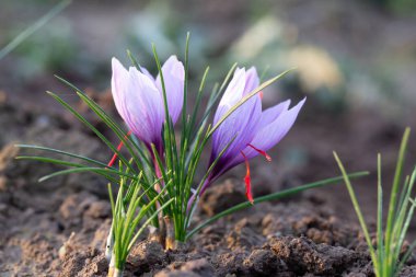 Üzerlerinde kırmızı kepek sallanan iki çiçek. Sonbahar çiçekleri.
