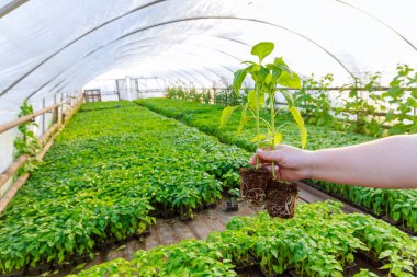 Bir kadın serada sağlıklı bir biber kökü sistemini tohumların arka planında gösterir. Bakımlı tohum..