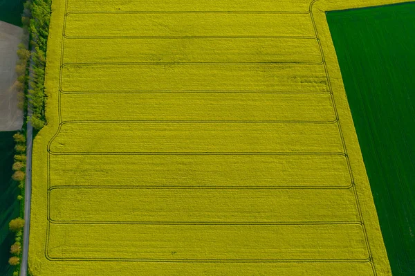 黄菜籽田 菜籽和小麦种植园 拖拉机的痕迹 从上面看 — 图库照片