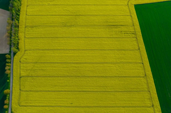 Yellow Rapeseed Field Rapeseed Wheat Plantation Tracks Tractor View — Stock Photo, Image