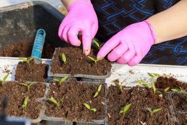 Kadın biber fidelerini plastik kasetlere naklediyor. Bir çiftçinin serasında ilkbahar çalışması.