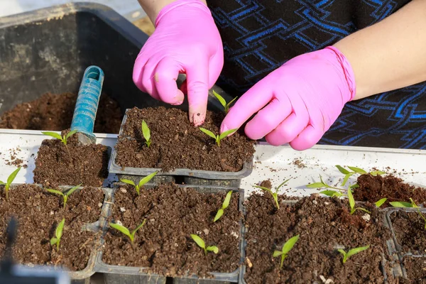 Kadın biber fidelerini plastik kasetlere naklediyor. Bir çiftçinin serasında ilkbahar çalışması.